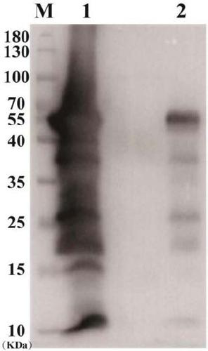 Nonconformable listeria monocytogenes vaccine and antitumor immune response method