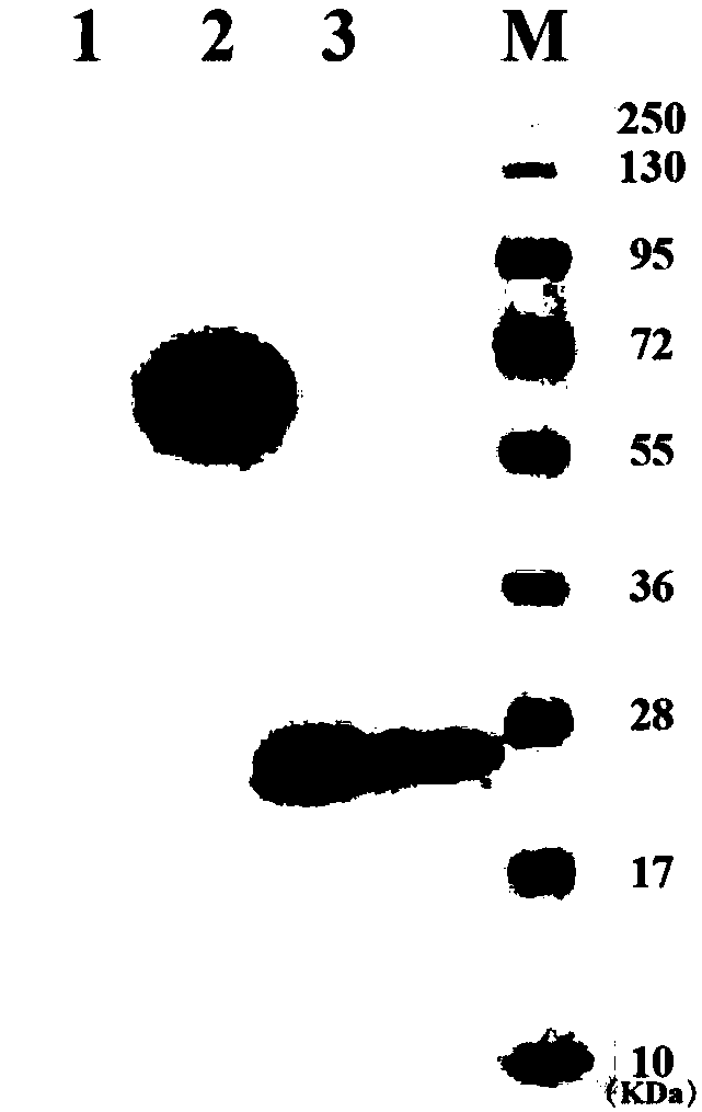 Nonconformable listeria monocytogenes vaccine and antitumor immune response method