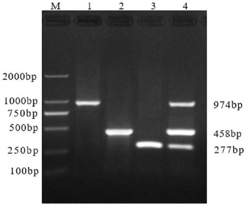 Multiple RT-PCR (reverse transcription-polymerase chain reaction) detection primer group and kit for rapidly distinguishing PEDV (porcine epidemic diarrhea virus), TEGV (porcine transmissible gastroenteritis) and PReoV (porcine reovirus)