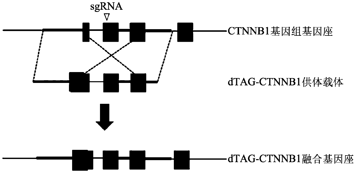 Tunable endogenous protein degradation with heterobifunctional compounds