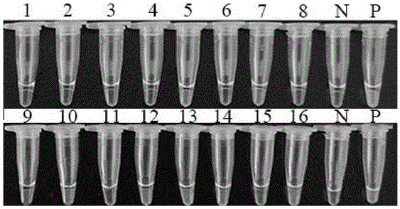 Loop-mediated isothermal amplification (LAMP) method based on cercaria-stage gene of schistosoma japonicum katsurada