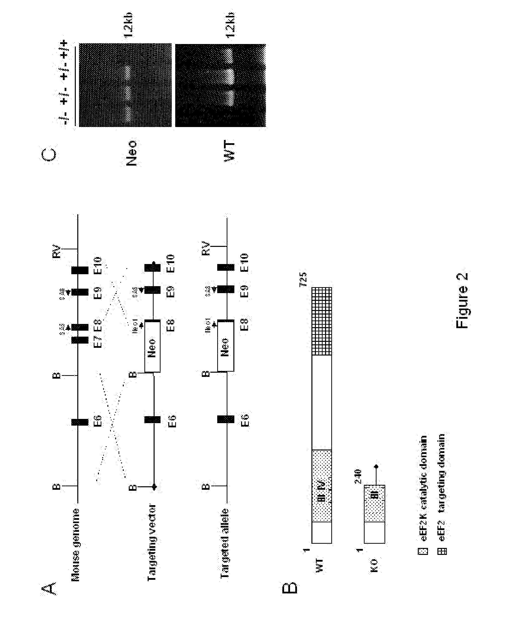 Methods and means for increasing resistance to cell damage