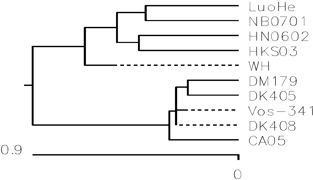 Trigeminy inactivated vaccine for porcine circovirus disease, porcine streptococcus suis disease and porcine haemophilus parasuis disease, preparation method of the vaccine and applications of the vaccine