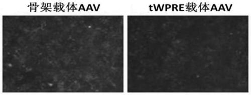 Nucleotide sequence tWPRE and gene expression vector and application thereof