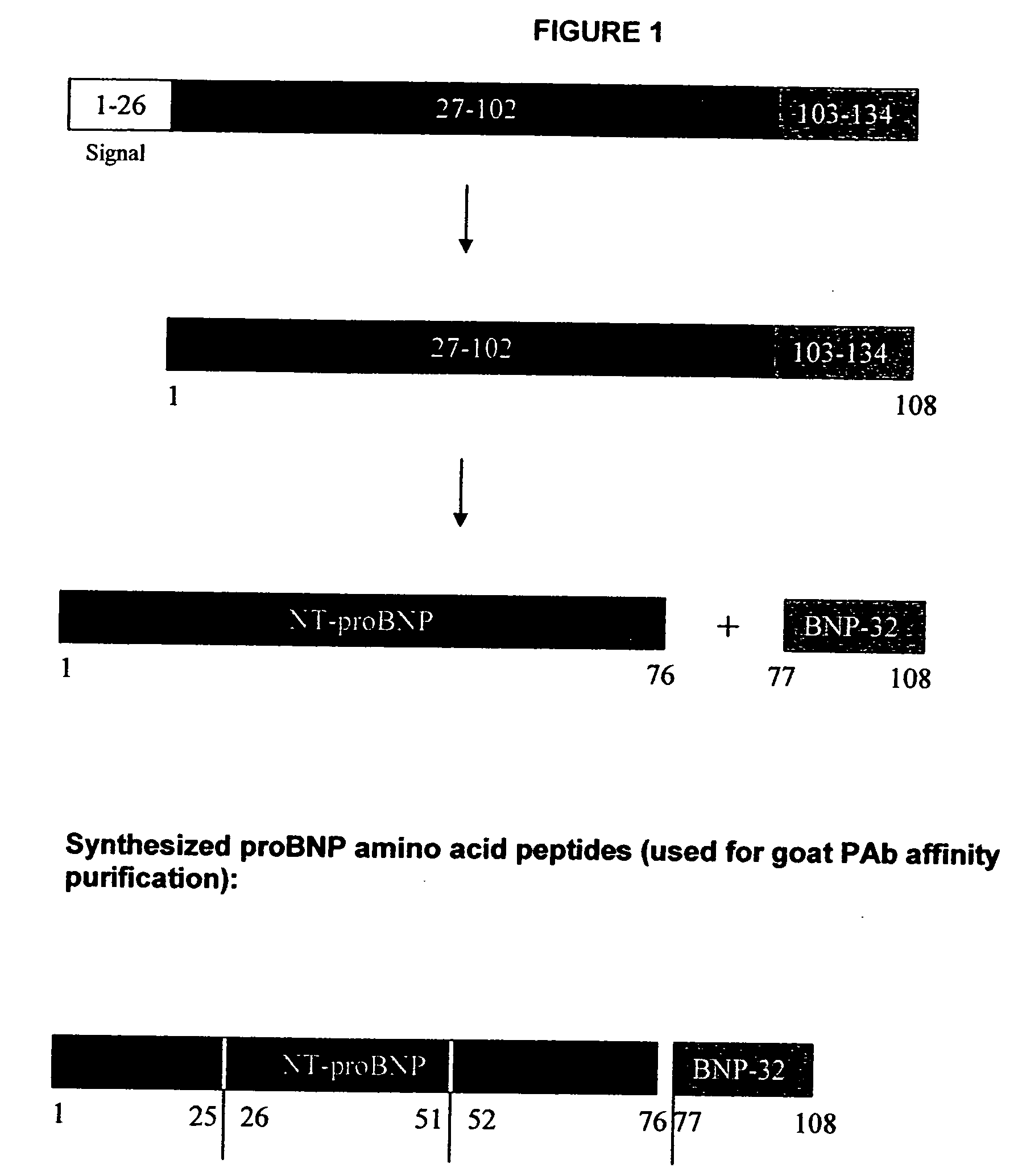 Polyclonal-polyclonal ELISA assay for detecting N-terminus-proBNP