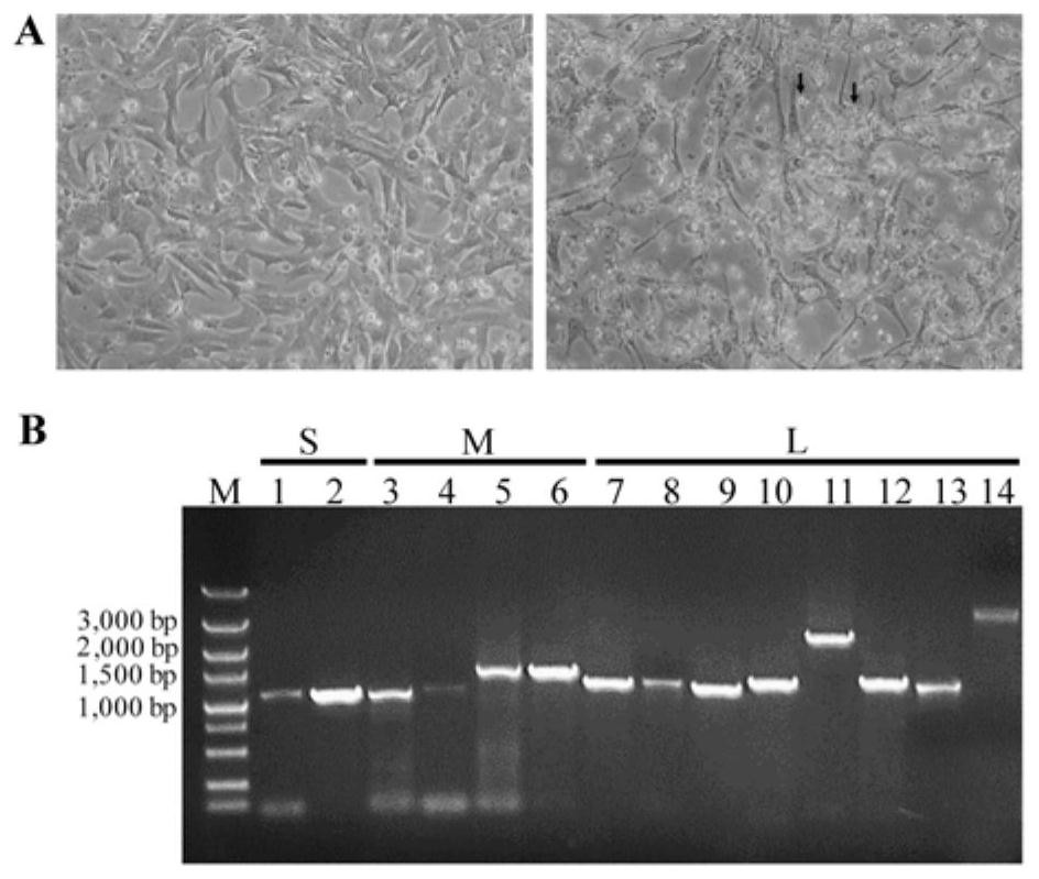 Reagents for detecting tamde virus and their applications