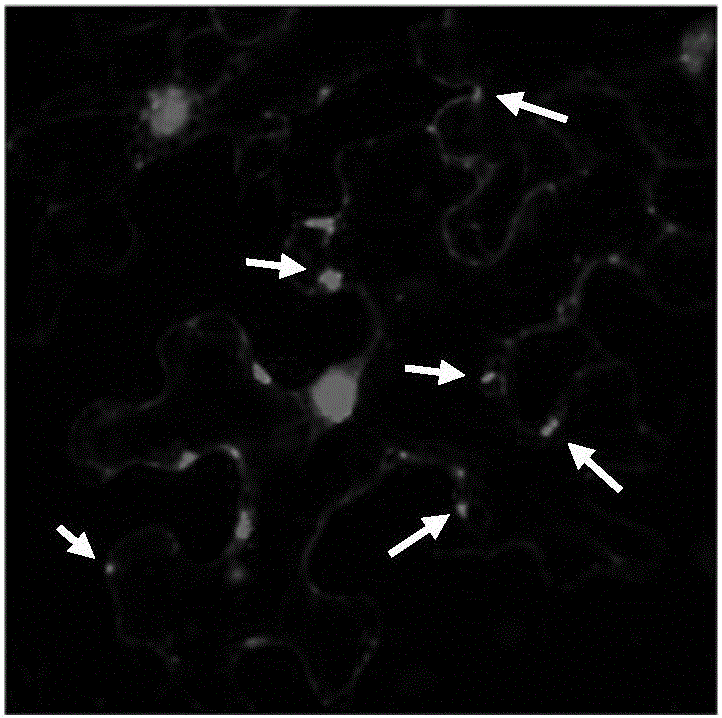 Cloning and application of tomato ATG8f gene