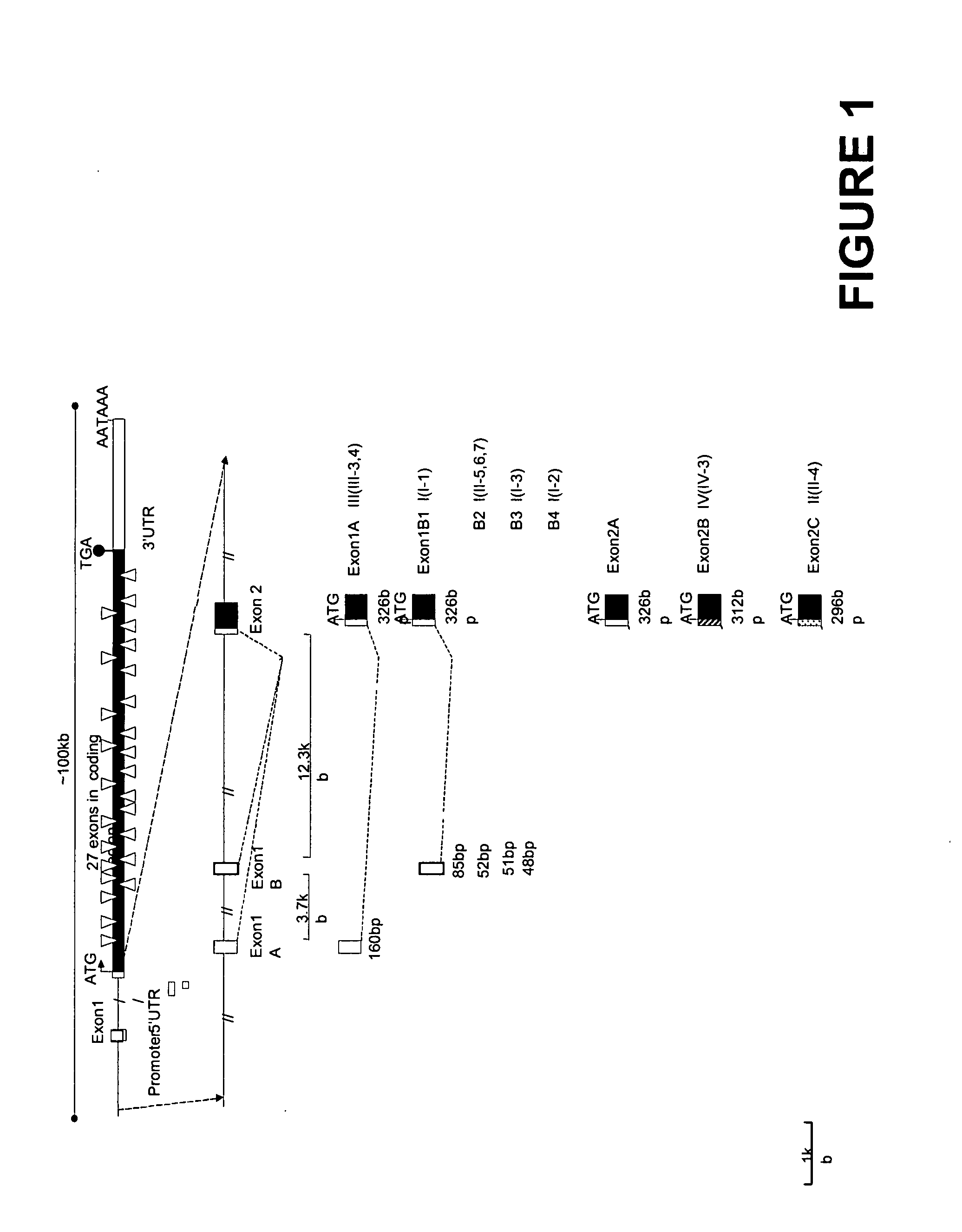 Human sodium channel isoforms