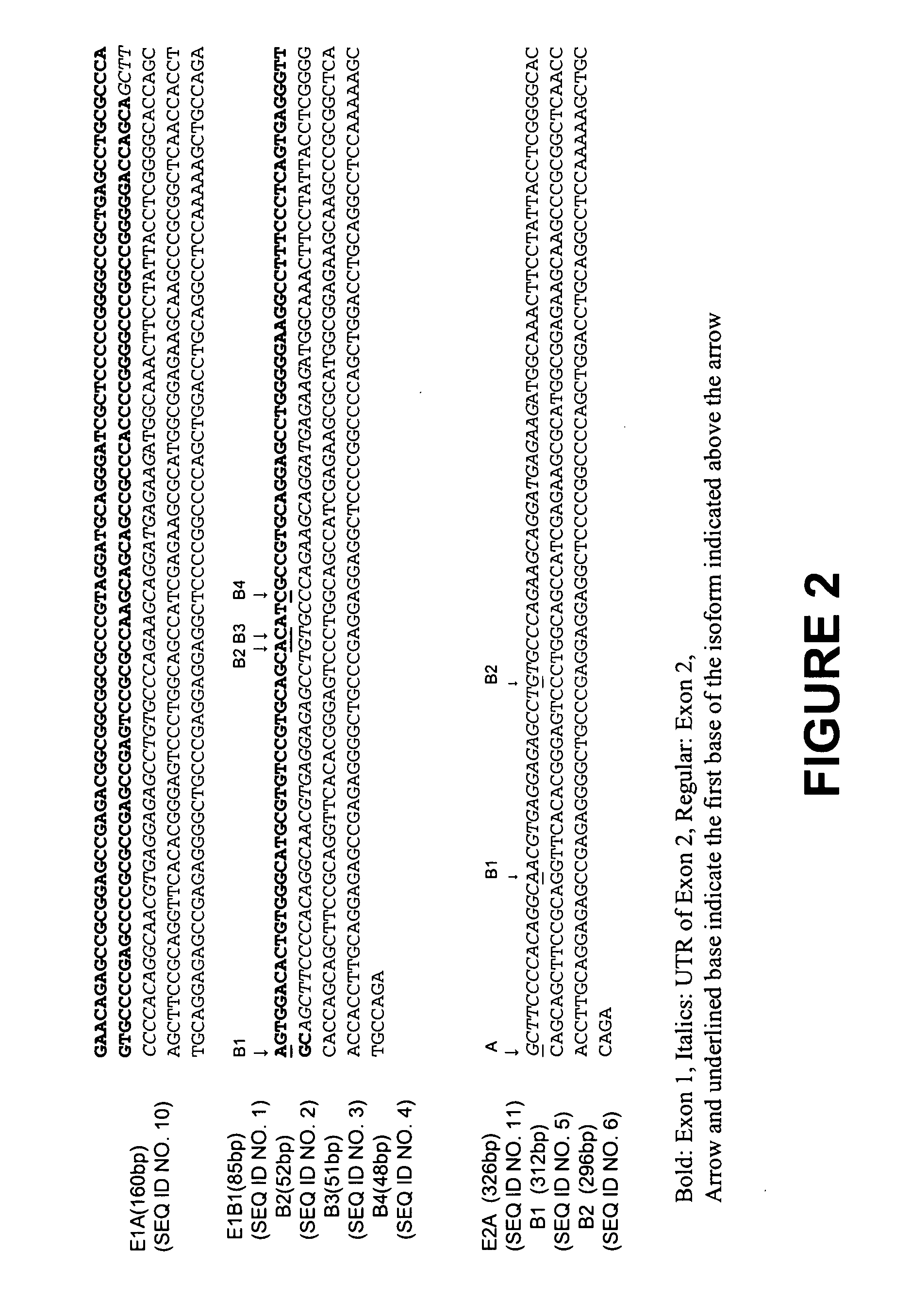 Human sodium channel isoforms