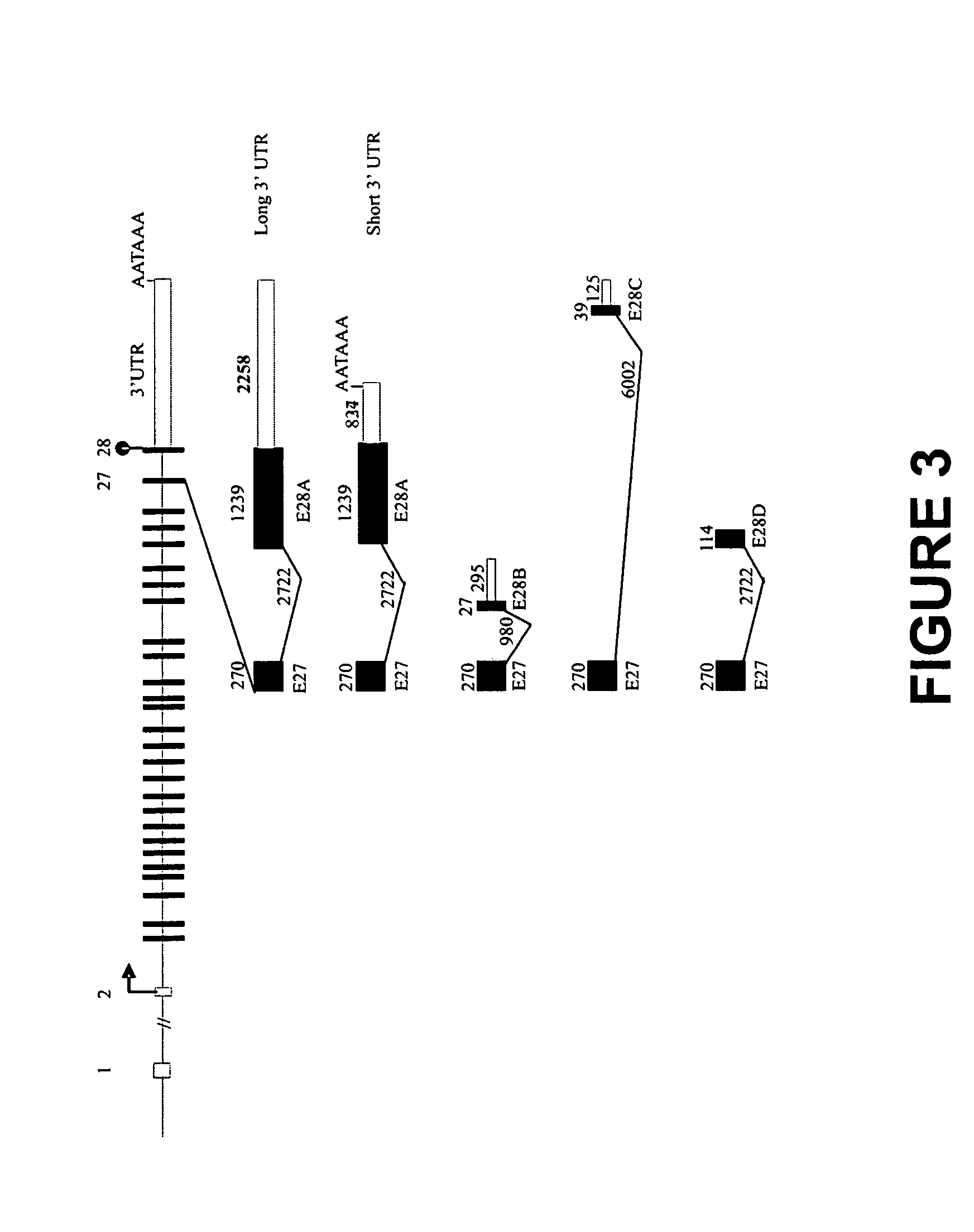 Human sodium channel isoforms