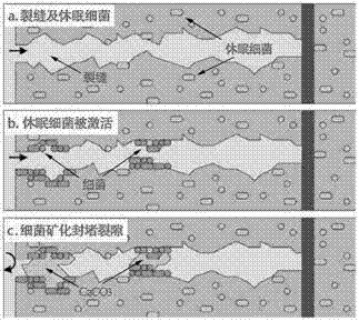 Microbial seal-healing capsule for coal mine air leakage plugging as well as preparation method and application of microbial seal-healing capsule