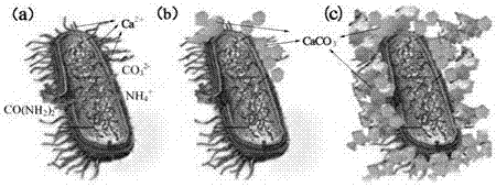 Microbial seal-healing capsule for coal mine air leakage plugging as well as preparation method and application of microbial seal-healing capsule