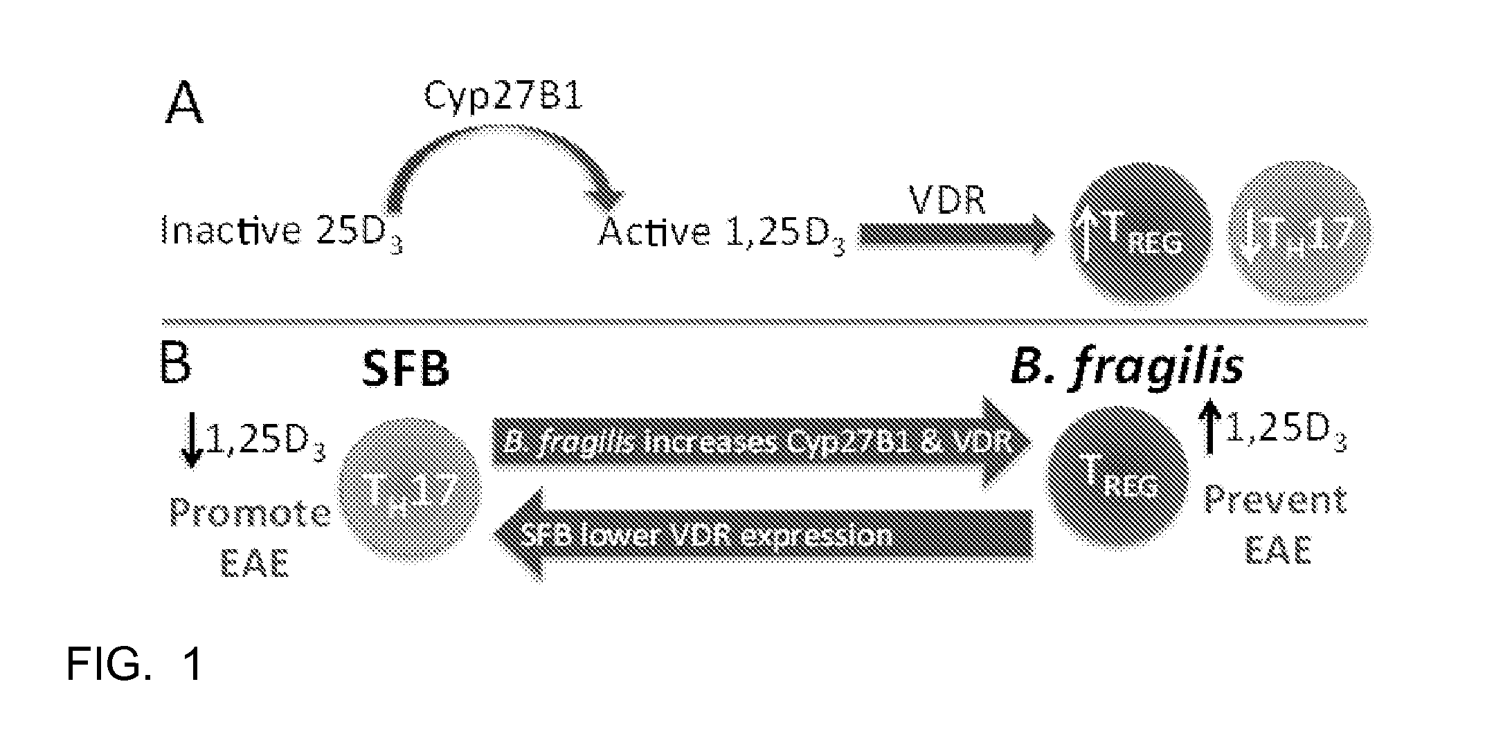 Novel therapy for multiple sclerosis using vitamin d and gut bacteria