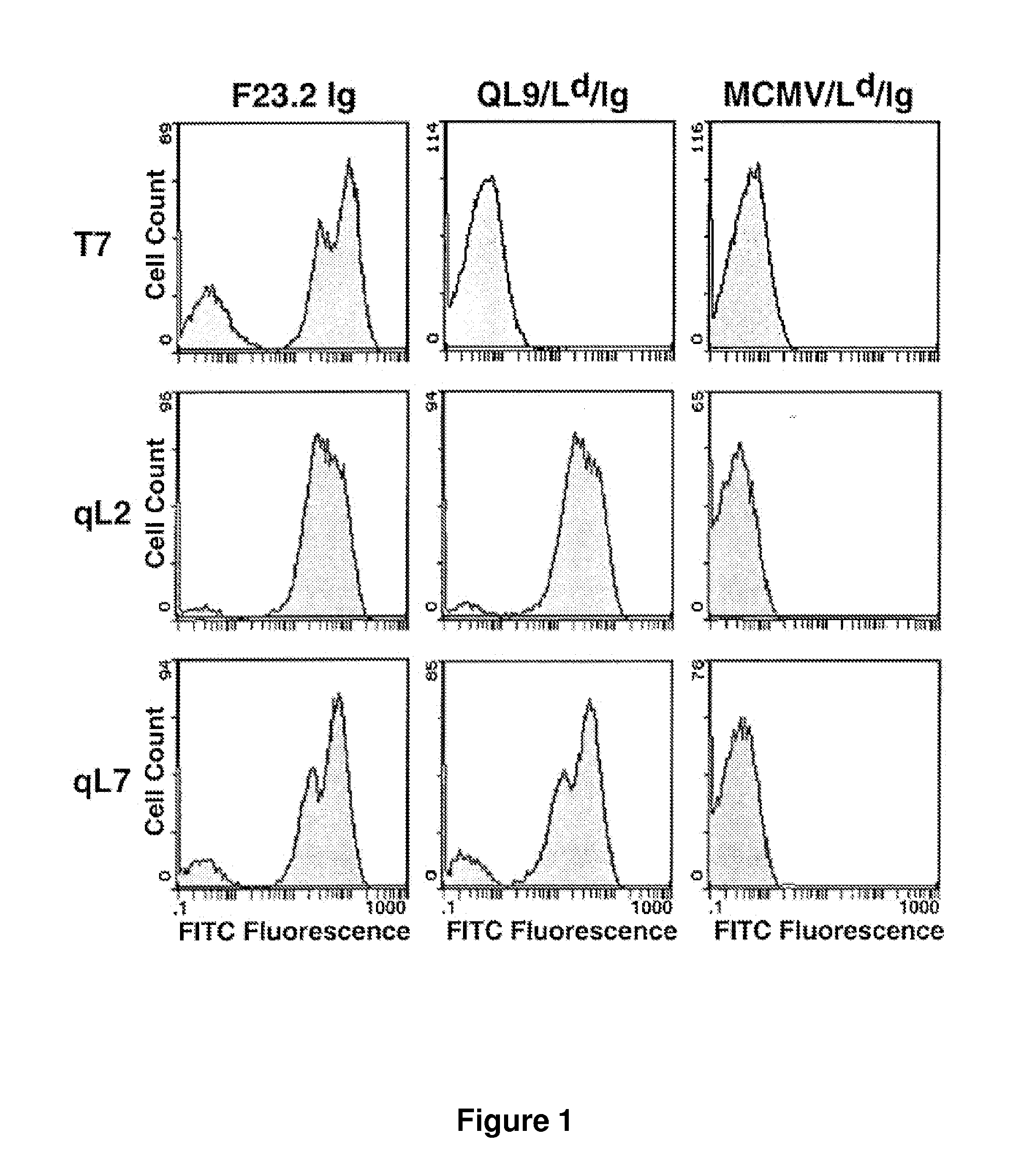 High Affinity TCR Proteins and Methods