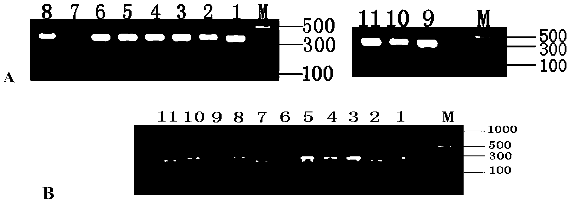 Separation and identification method of cow mastitis pathogens