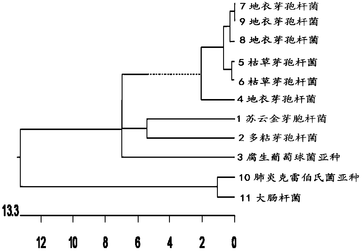 Separation and identification method of cow mastitis pathogens