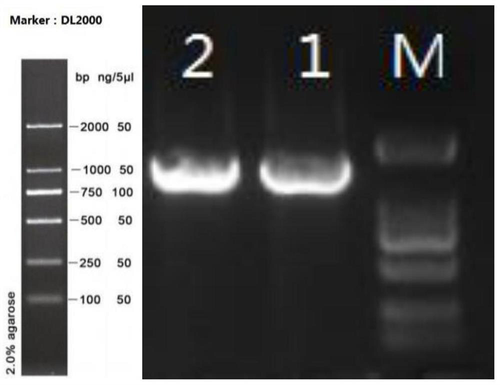 Salt-tolerant bacillus and application thereof