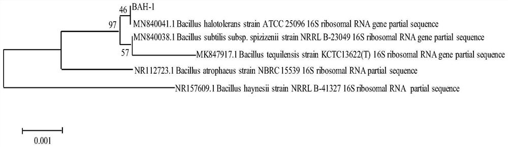 Salt-tolerant bacillus and application thereof