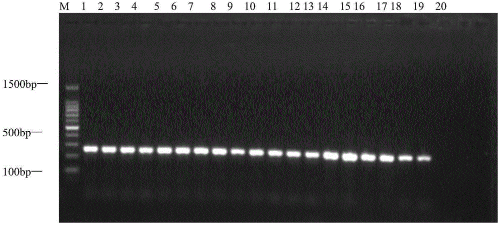 Species-specific polymerase chain reaction (SS-PCR) specific primers and kit for fast identification of Bactrocera rubigina