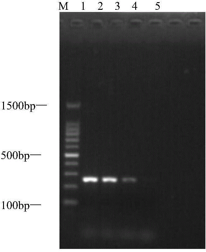 Species-specific polymerase chain reaction (SS-PCR) specific primers and kit for fast identification of Bactrocera rubigina