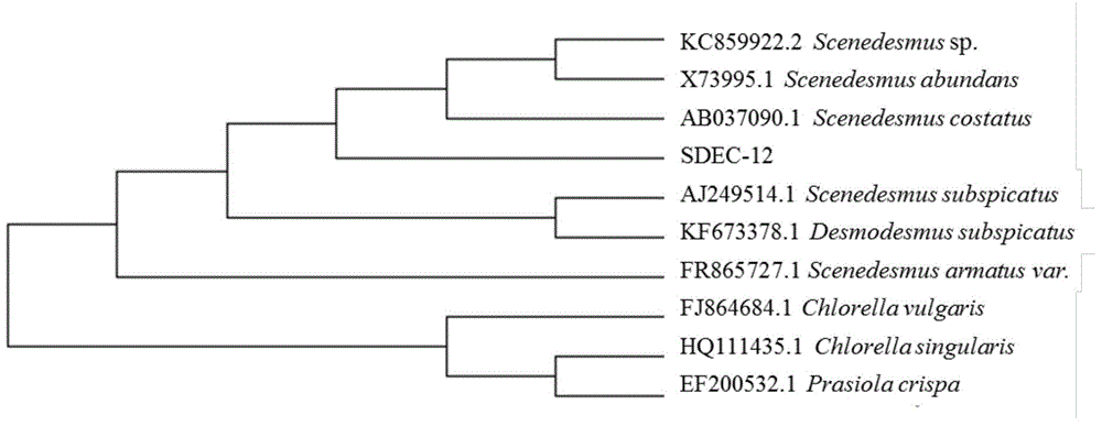 Scenedesmus bijuga capable of producing oil in high yield as well as screening and culture method and application thereof