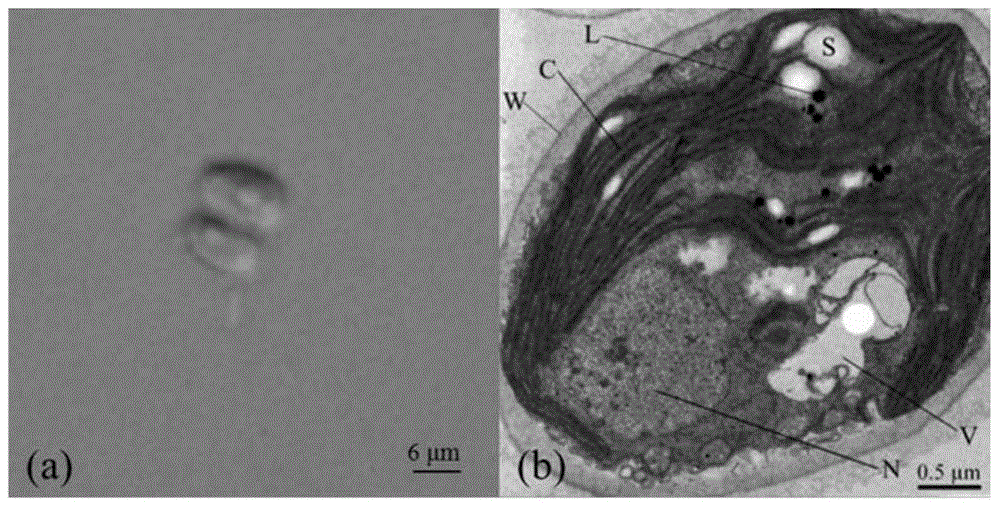 Scenedesmus bijuga capable of producing oil in high yield as well as screening and culture method and application thereof