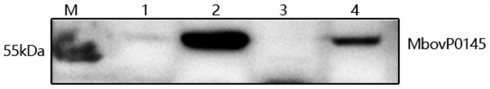 Mycoplasma bovis secretory protein MbovP0145 and application thereof