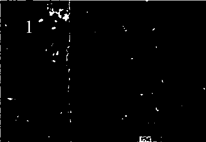 Method for preparing and coating reinforcing steel bar anticorrosive glass coating material