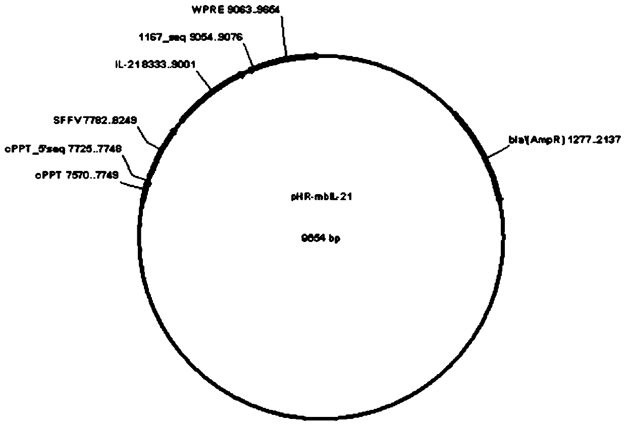 Preparation method for efficiently amplifying NK cells by utilizing trophoblasts