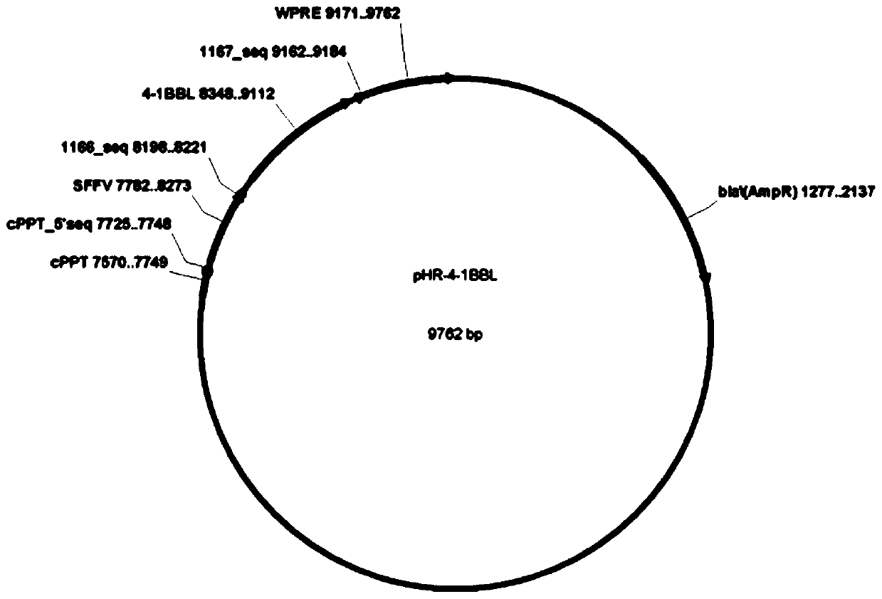 Preparation method for efficiently amplifying NK cells by utilizing trophoblasts