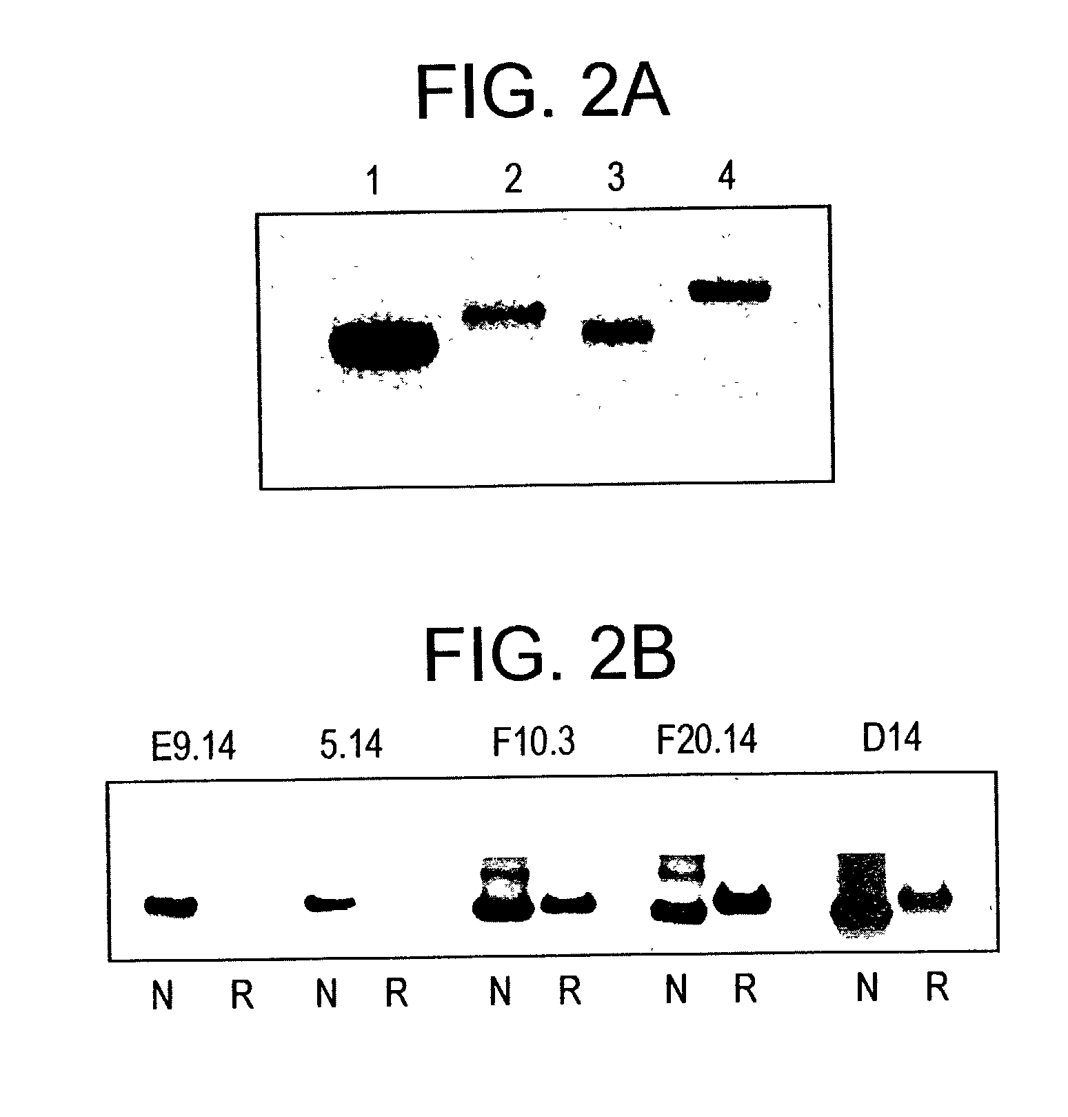 Recombinant <i>Plasmodium vivax </i>merozoite protein-1 p42 vaccine