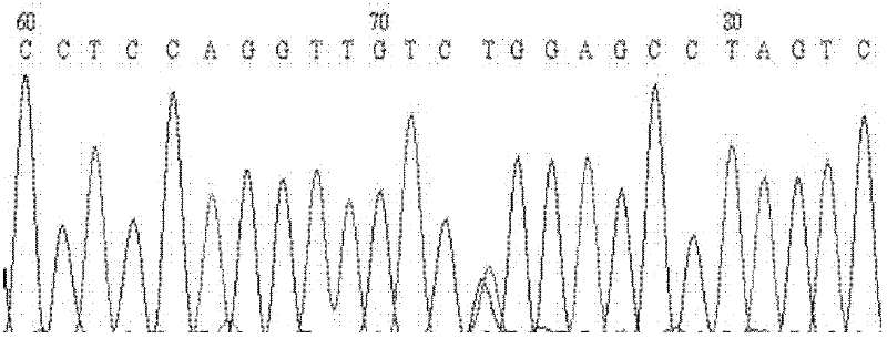 Kit for diagnosing Von Hippel-Lindau (VHL) disease