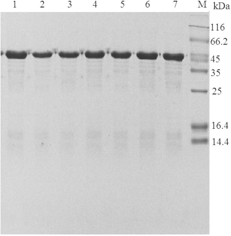 Epoxide hydrolase mutant, engineering bacteria and application of epoxide hydrolase mutant