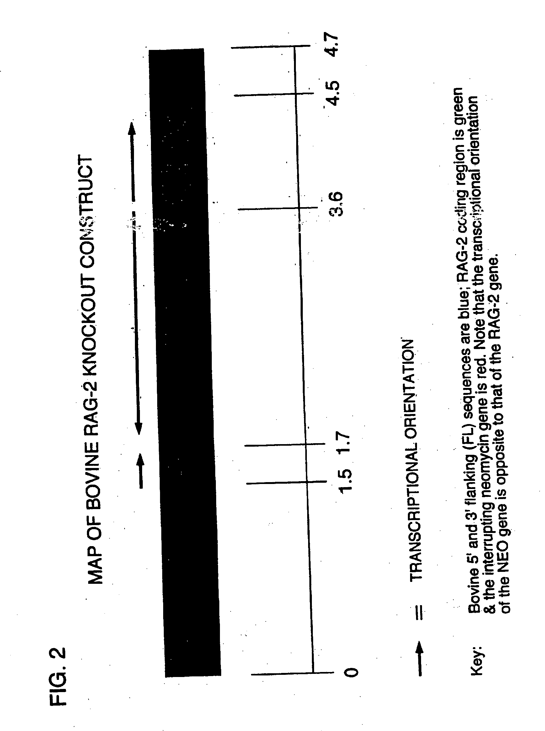 Production of ungulates, preferably bovines that produce human immunoglobulins