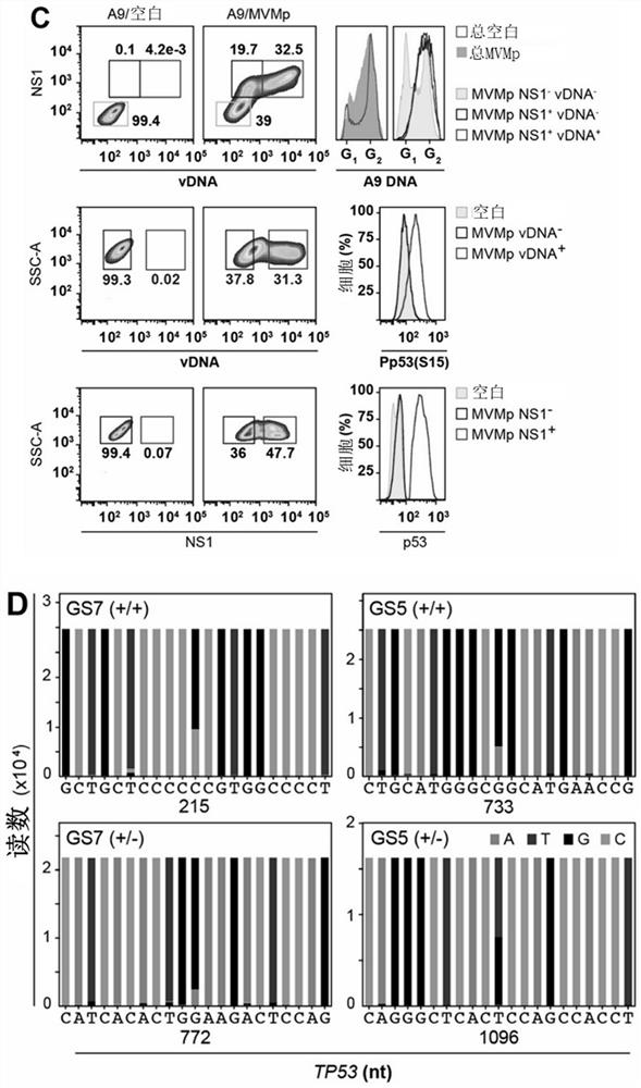 Treatment of cancer harboring mutations in the tp53 gene and/or post-translational modifications in the p53 protein with parvoviruses