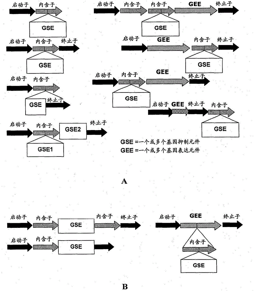 Methods for producing hybrid seed