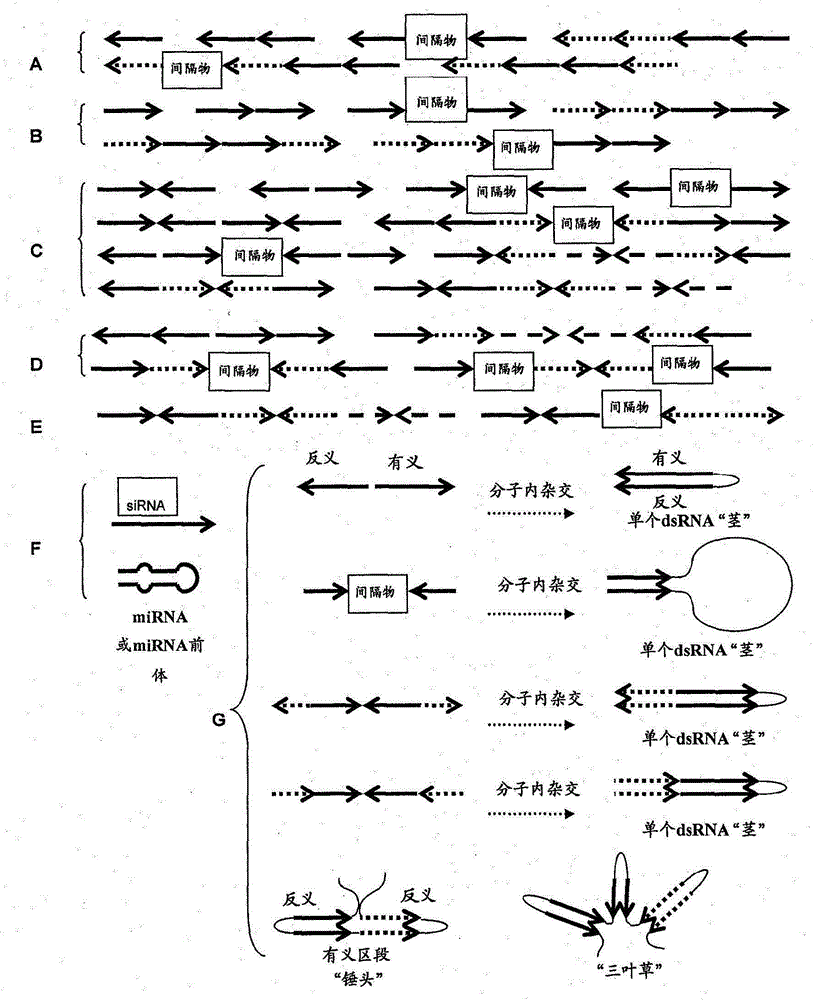 Methods for producing hybrid seed