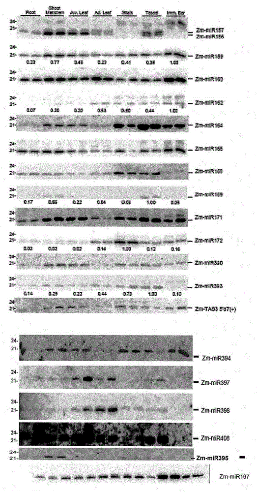 Methods for producing hybrid seed