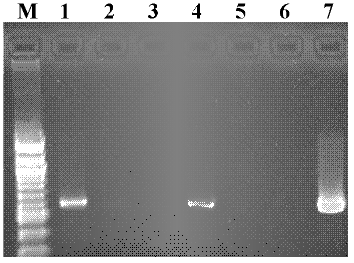 Method for quickly and effectively transfecting mosquito by using wolbachia