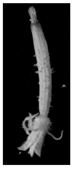 Combined medium for in-vitro cucumber ovary regeneration