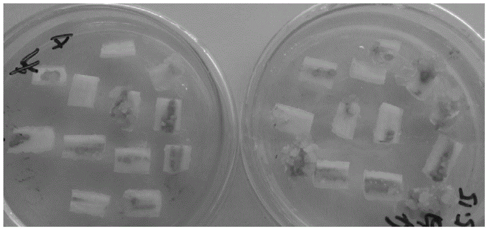 Combined medium for in-vitro cucumber ovary regeneration