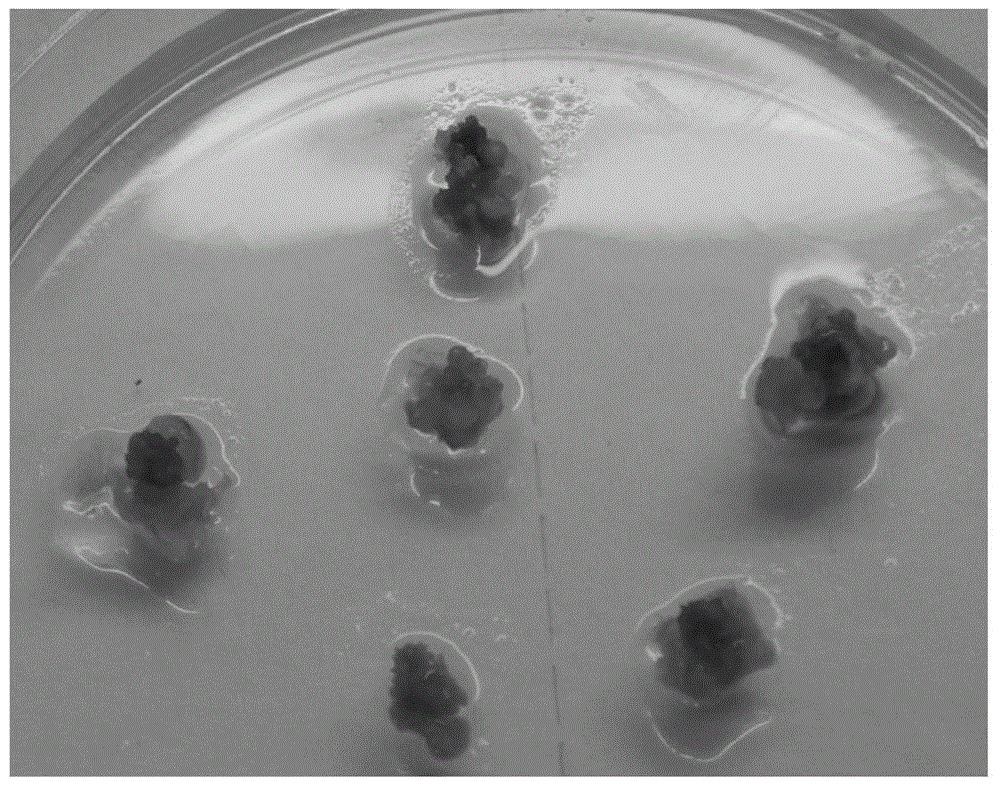 Combined medium for in-vitro cucumber ovary regeneration