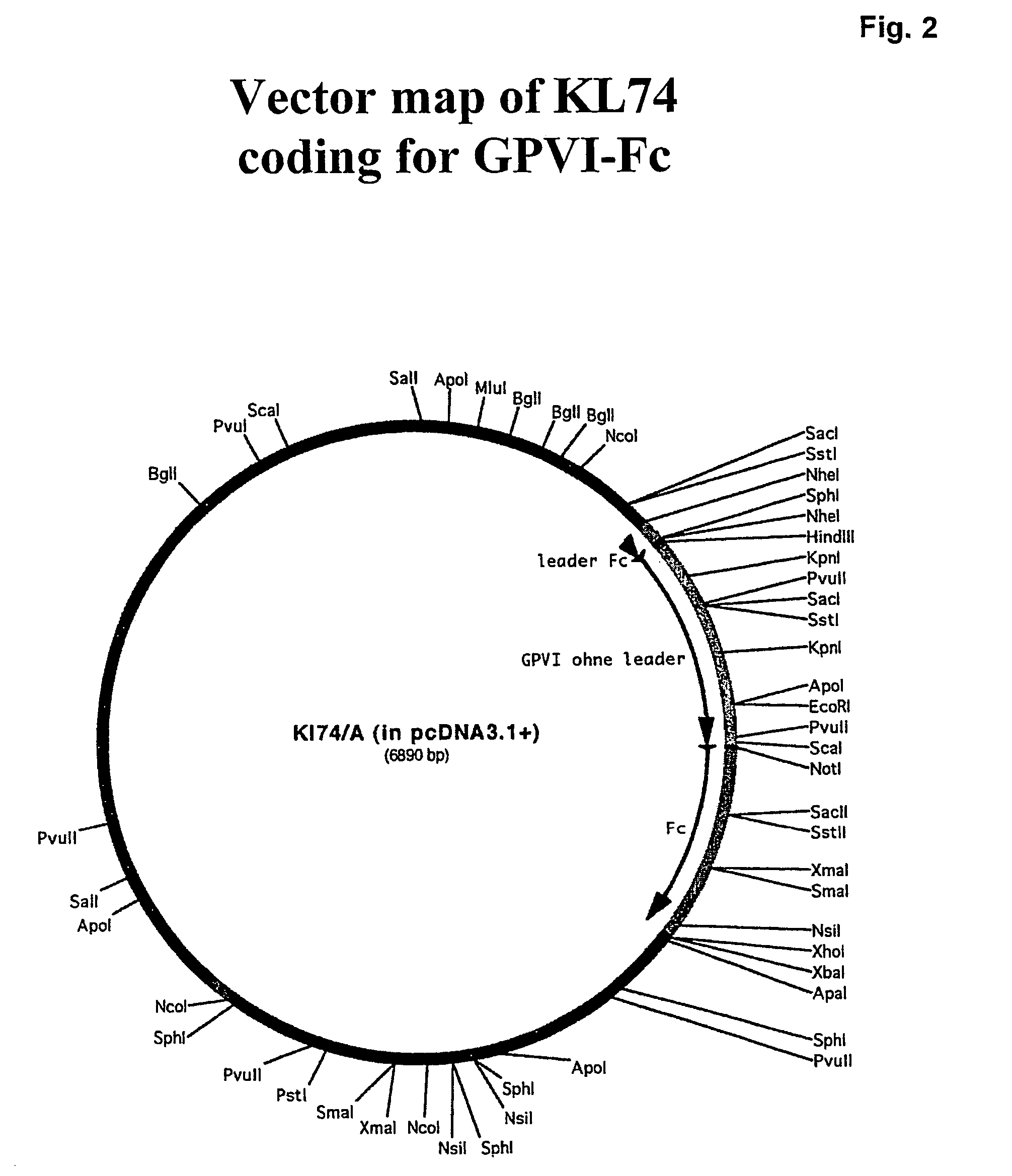 Glycoprotein VI fusion proteins