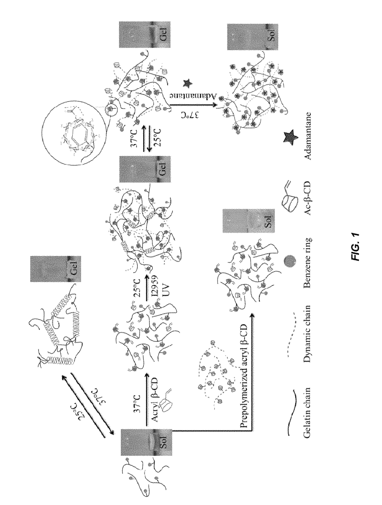 Bioadhesive and injectable hydrogel