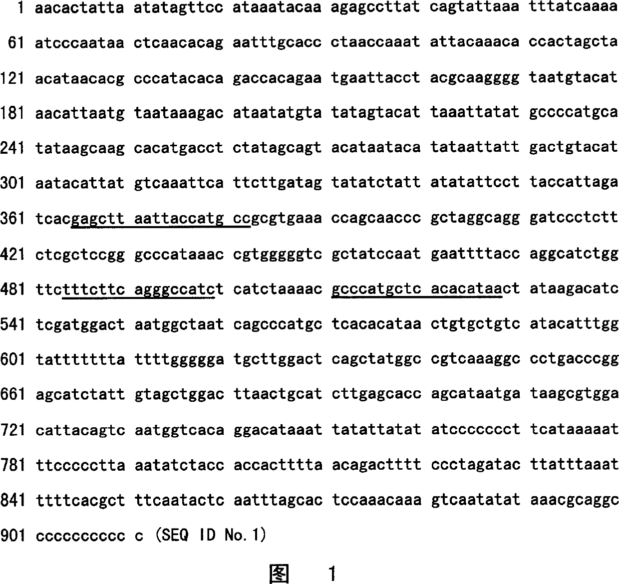 Method and kit for detecting ox and sheep components in feed