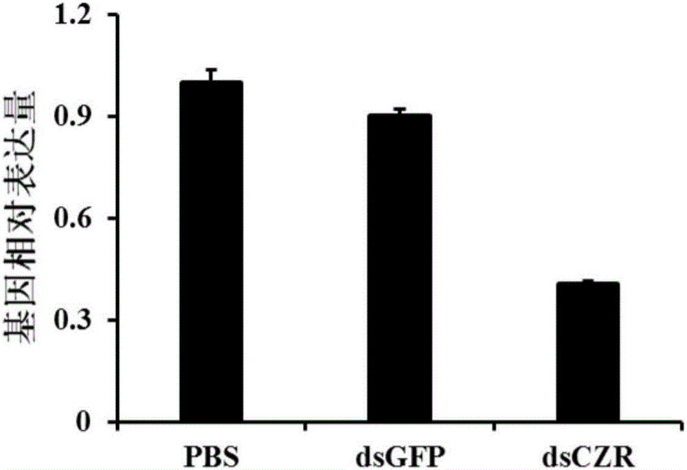 Neuropeptide Corazonin and acceptor gene thereof as well as applications to specific control agent of Bactrocera dorsalis