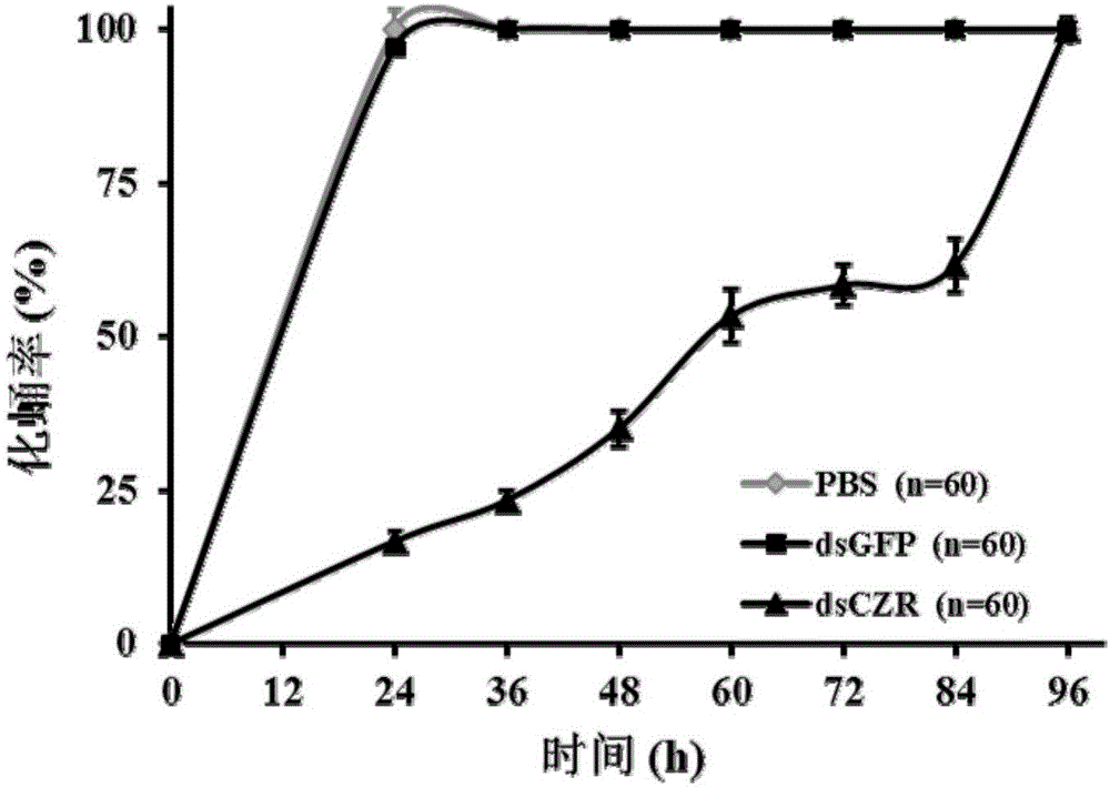 Neuropeptide Corazonin and acceptor gene thereof as well as applications to specific control agent of Bactrocera dorsalis