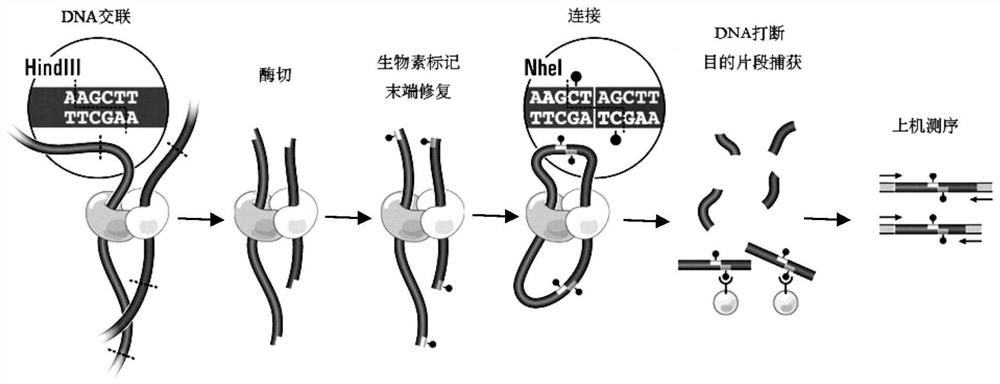 Chromosome configuration capture library and its construction method