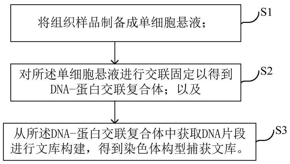 Chromosome configuration capture library and its construction method