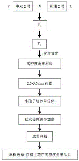 Breeding method of rape with high-density siliques on main inflorescence and application